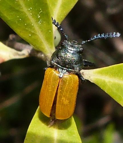 Réf. 200 622 : Labidostomis taxicornis