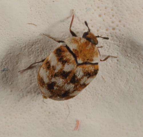 Réf. 200 778 : Anthrenus verbasci