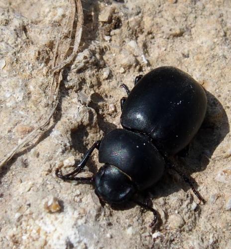 Pachychila sp.