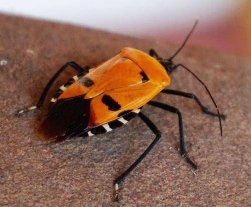 Réf. 200 859 : Catacanthus incarnatus
