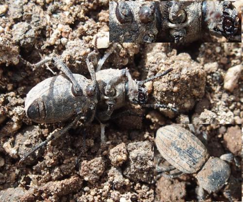 Réf. 200 788 : Scaurus sp.