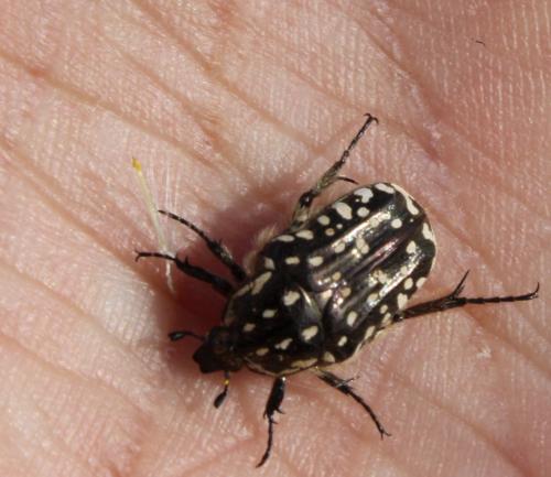 Oxythyrea funesta