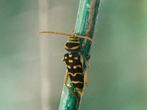 Plagionotus arcuatus