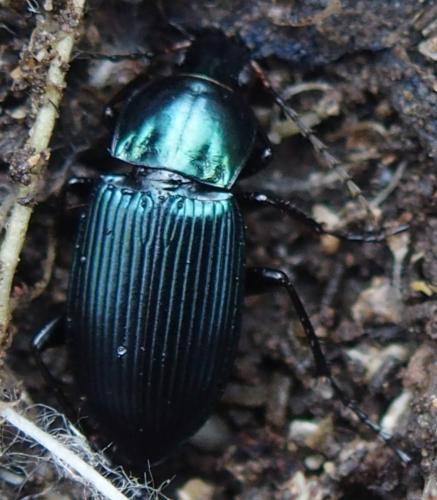 Poecilus quadricollis