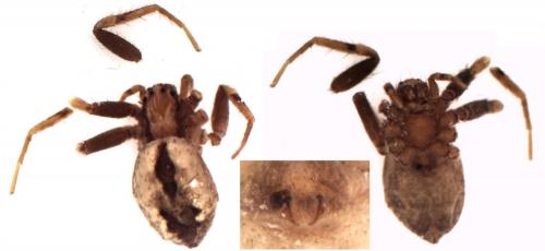 Réf. 200 796 : Thanatus sabulosus