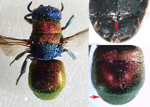 Hedychrum aureicolle niemelai