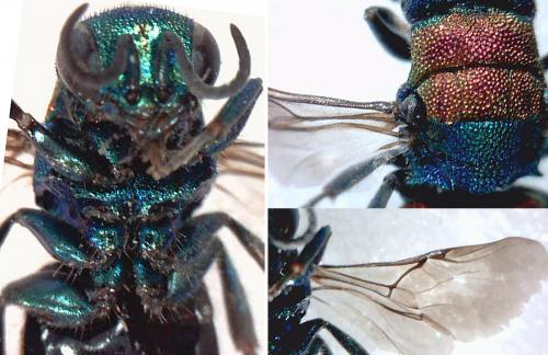 Réf. 200 140 : Hedychrum aureicolle niemelai