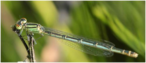 Erythromma lindenii