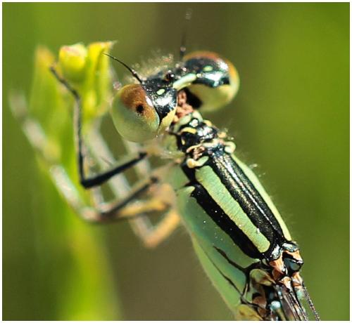 Erythromma lindenii