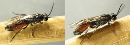 Réf. 200 355 : Strongylogaster filicis