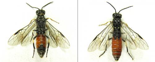 Réf. 200 356 : Strongylogaster filicis