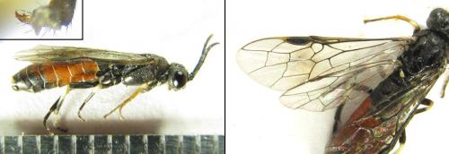 Réf. 200 357 : Strongylogaster filicis