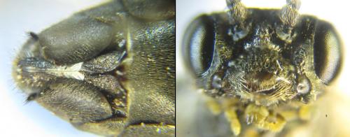 Strongylogaster filicis
