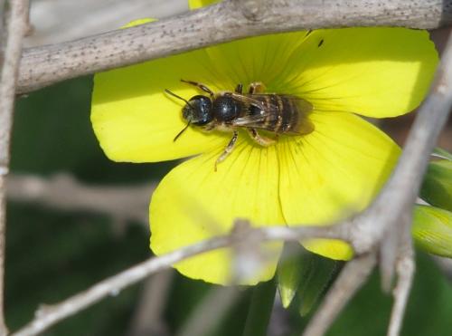 Halictus sp.