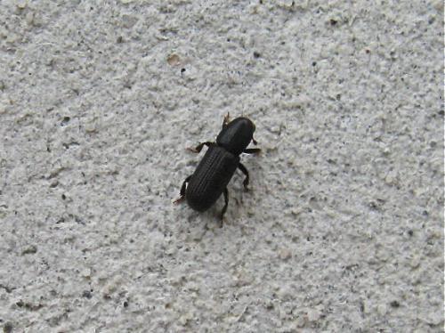 Hylastes sp.