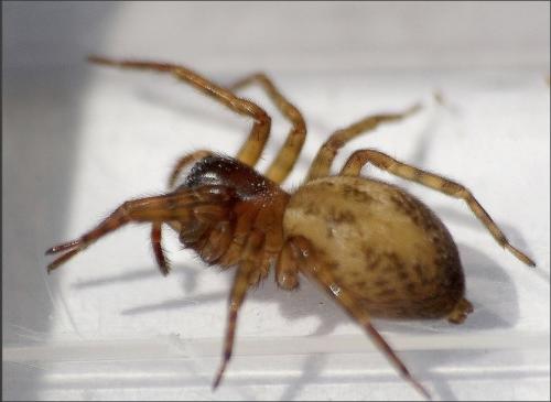 Réf. 200 935 : Amaurobius sp.