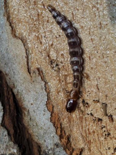 Fibla maclachlani