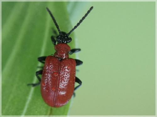 Réf. 200 146 : Lilioceris lilii