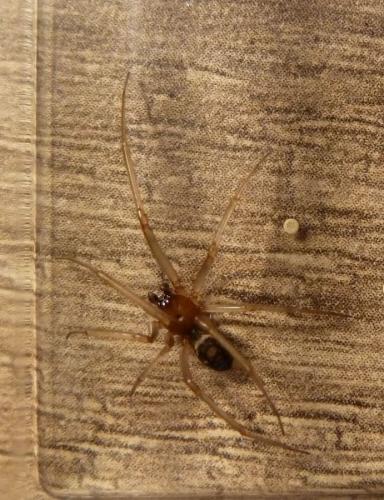 Réf. 200 547 : Steatoda grossa