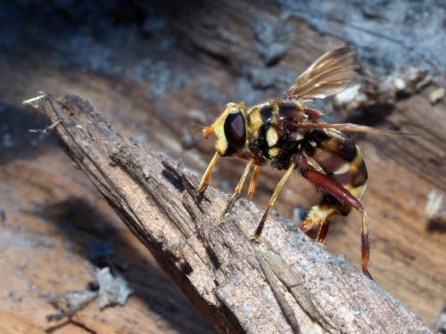 Réf. 200 685 : Milesia crabroniformis