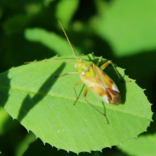 Réf. 200 942 : Reuterista instabilis