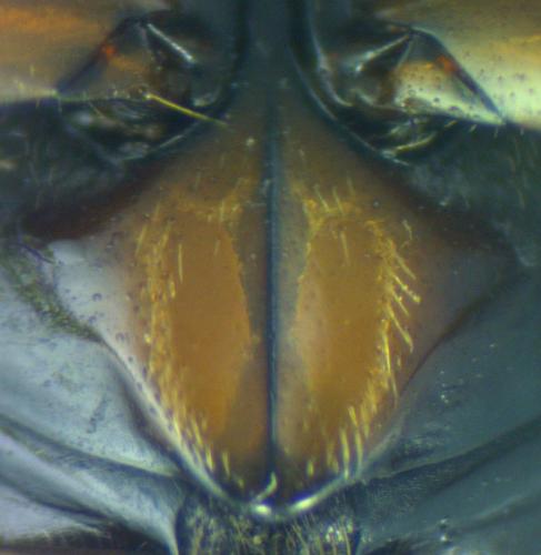 Réf. 200 371 : Melinopterus prodromus