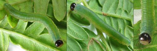 Réf. 200 341 : Strongylogaster multifasciata