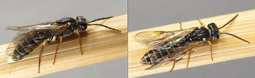 Strongylogaster multifasciata