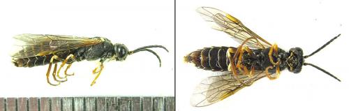 Réf. 200 342 : Strongylogaster multifasciata