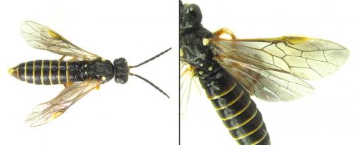 Réf. 200 344 : Strongylogaster multifasciata