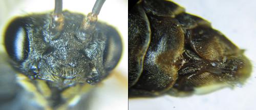 Réf. 200 345 : Strongylogaster multifasciata