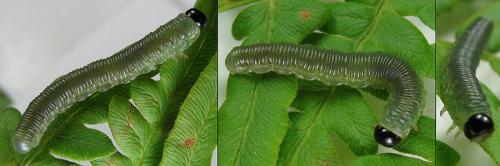 Réf. 200 751 : Strongylogaster multifasciata