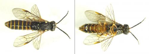 Réf. 200 753 : Strongylogaster multifasciata
