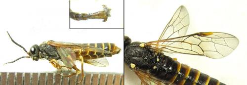 Réf. 200 754 : Strongylogaster multifasciata