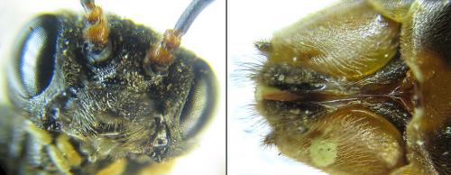 Réf. 200 755 : Strongylogaster multifasciata