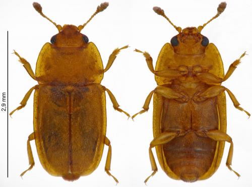 Epuraea unicolor