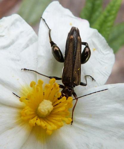 Oedemera flavipes
