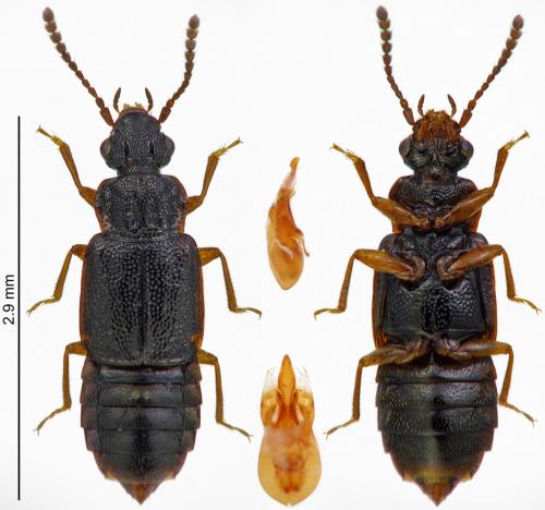 Omalium caesum