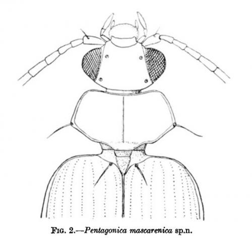 Pentagonica mascarenica
