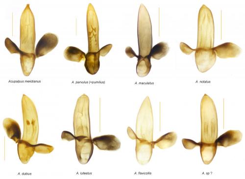Réf. 200 359 : Acupalpus divers