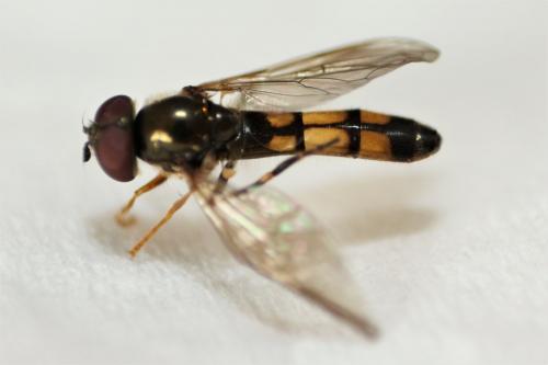 Platycheirus angustatus