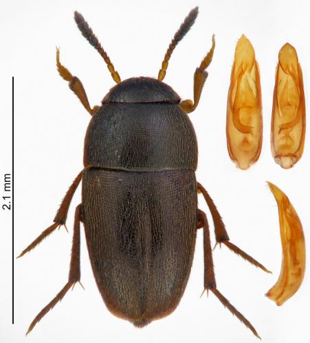 Ptomaphagus sericatus