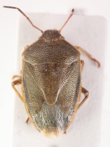 Réf. 200 446 : Piezodorus lituratus