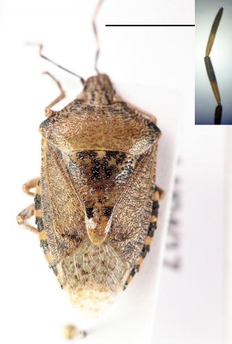 Rhaphigaster nebulosa