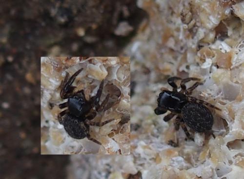 Euophrys sp.