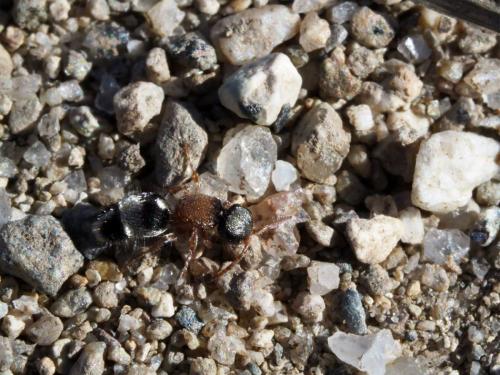 Smicromyrme perisii