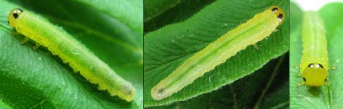 Réf. 200 339 : Strongylogaster multifasciata