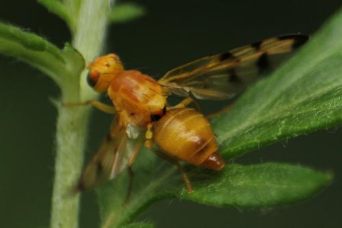 Trypeta artemisiae