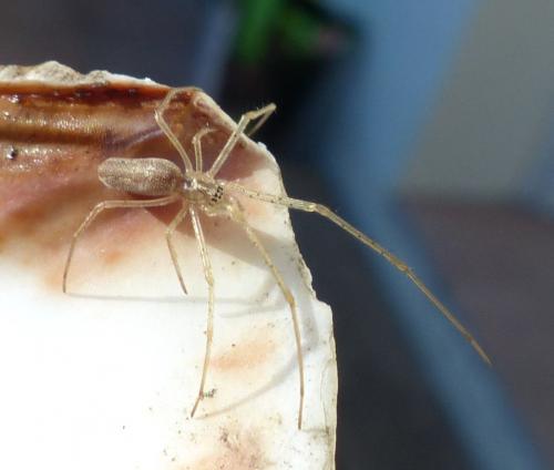 Réf. 200 144 : Tetragnatha sp.