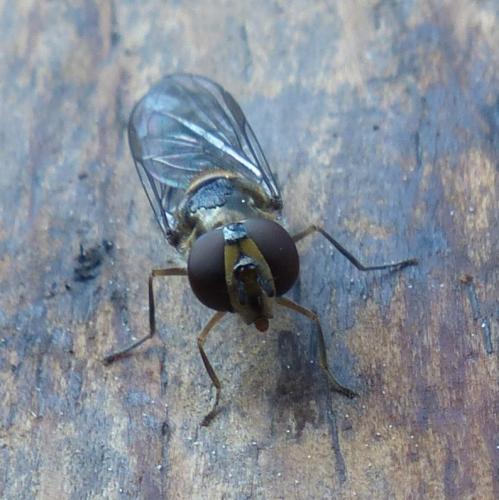 Meliscaeva auricollis